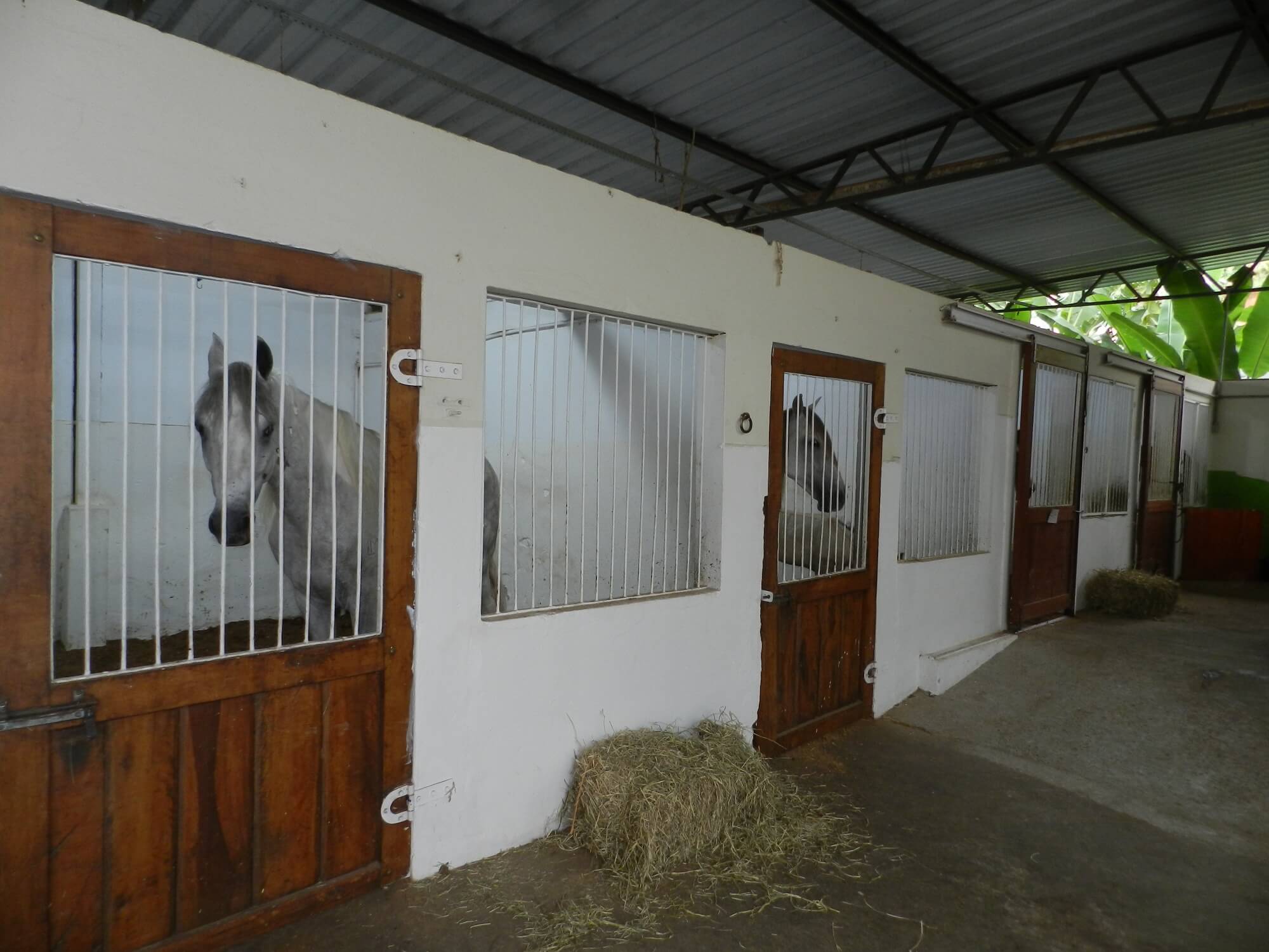 Cavalos - Santa Terezinha, São Paulo